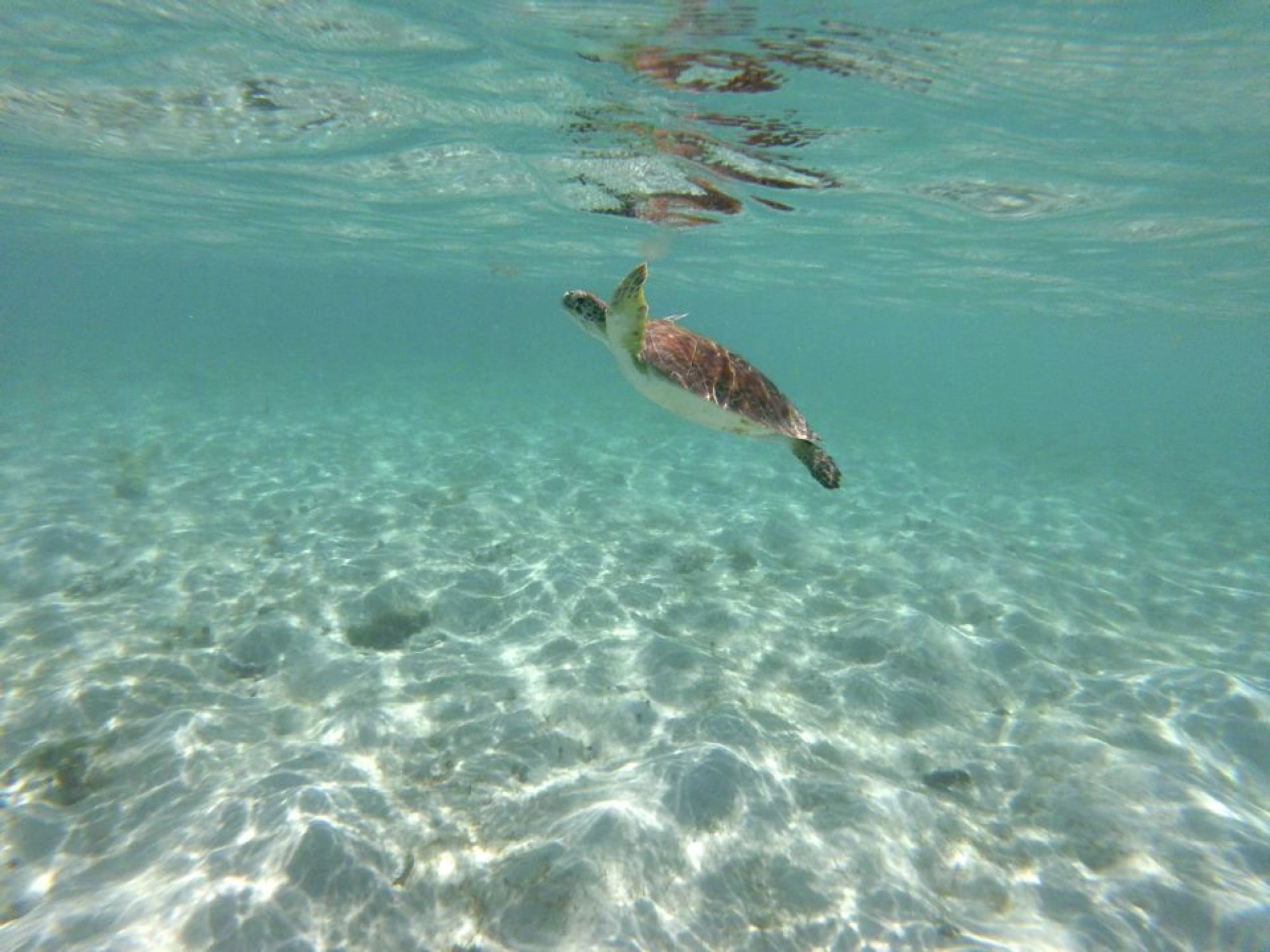 Tortue marine dans la réserve Cousteau