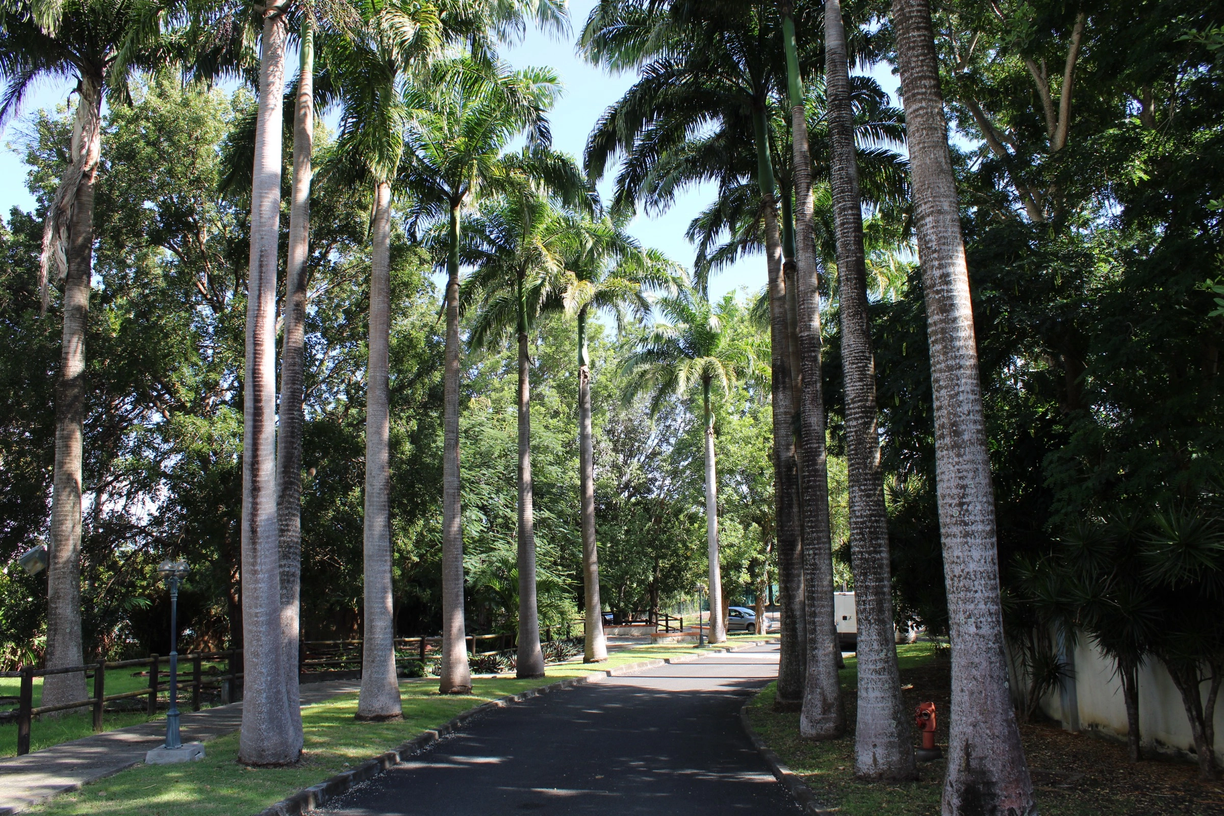 Allée de palmiers royaux dans le jardin tropical